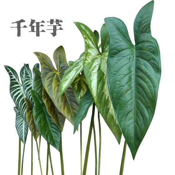 Terrihui/simulated single millennium taro leaf