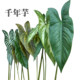 Terrihui/simulated single millennium taro leaf
