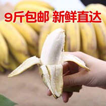 Guangxi Special Produce Saigon Banana Fresh Fruit 9 Catties With Box 10 Catty Banana Millet Banana banana Hainan Banana