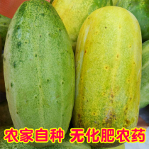 Guangxi Baise farmhouse Self-planted fruit Cucumber Fresh 5 catty Cucumber Specialite Fruits Dry Ground Melon no fertilizer