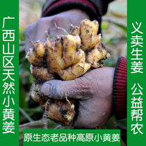 Guangxi farmhouse Self-planting organic ginger 5 catty old ginger fresh and small yellow ginger special produce Excavation Earth Ginger Moon ginger