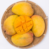 Guangxi Baise small Taundae farm mango fresh 9 catties with box 10 catty and non-Hainan your courtesans climbing branches and flowers