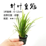 []鹿角铁细叶铁皇冠mini袖珍迷你尖叶针叶皇冠红蛋青旦九冠