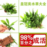 []鹿角铁细叶铁皇冠mini袖珍迷你尖叶针叶皇冠红蛋青旦九冠