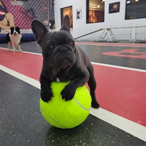 Pet Dog Big Tennis Inflatable Large Toy Ball Ten Times Happy Signature Tennis Kojijin Mao Samoye