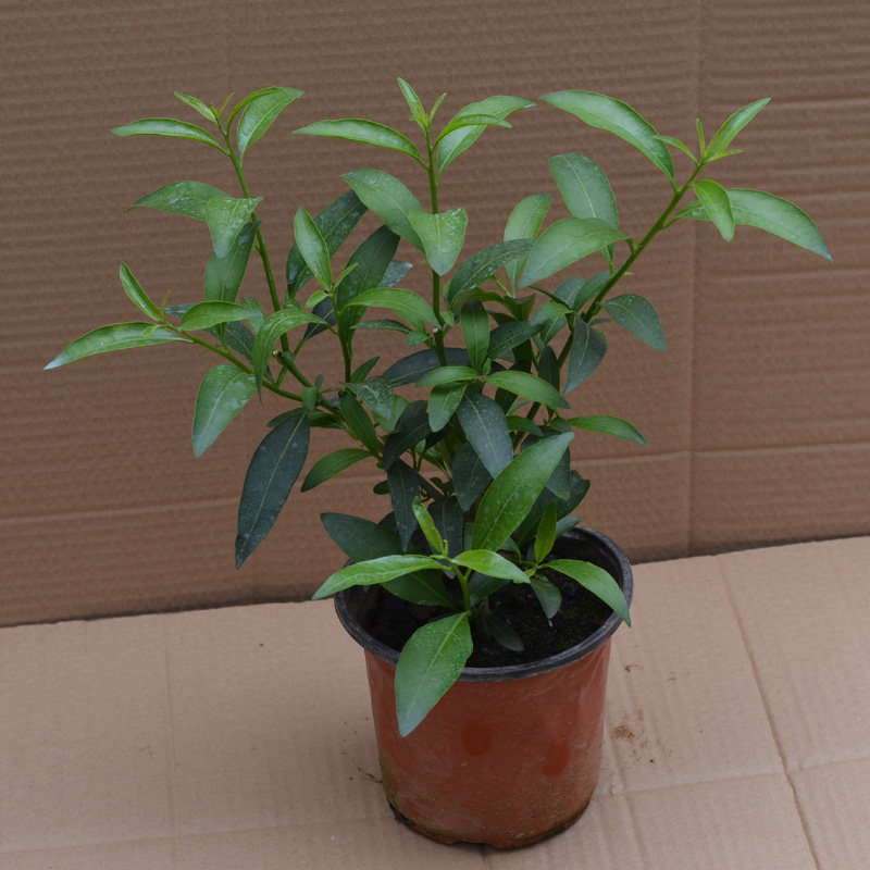 �Ӻ�Ե�辰ҹ����