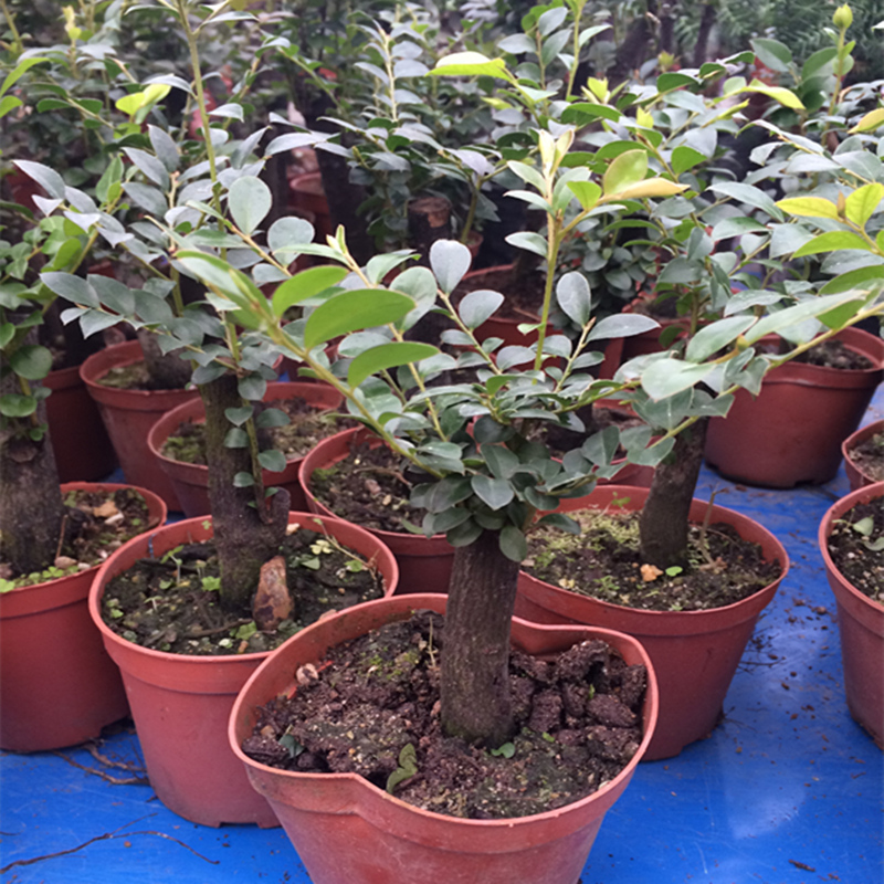 �Ӻ�ԵС�辰82074