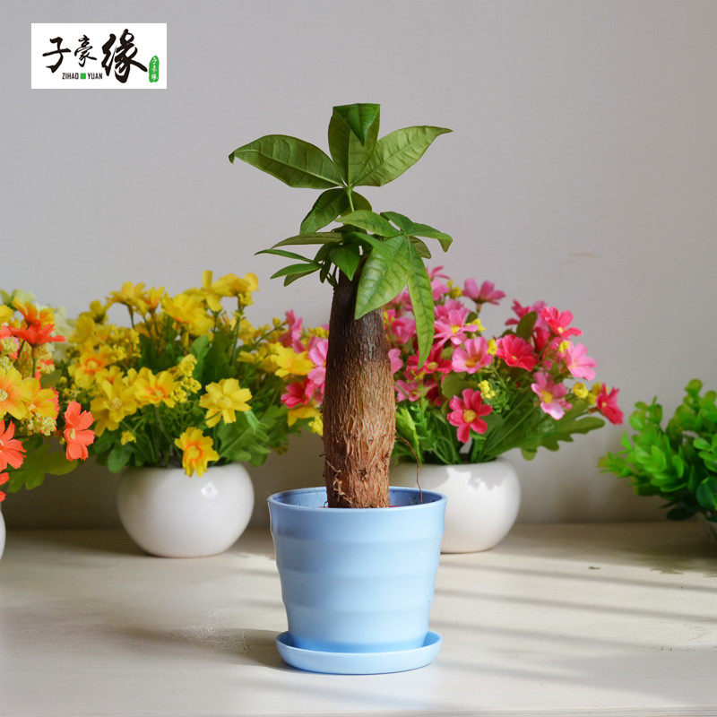 �Ӻ�Ե��ľ�辰������