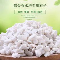 Tulip water pebble pebble pebble seed cobblestone ravioli multimeat daffodie with wind letter potted flower pots stone