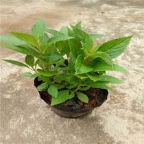 Xihuangcao seedlings Xiwangcao potted plants Xihuangcao seedlings yellow juice grass Coptis chinensis 3 plants in a pot can be used for soup