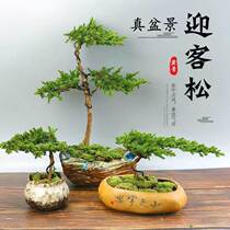 Creative Ground Bai Bonsai Greet Pines songshu Genuine Tree Potted Handmade Weave Indoor and Outer Green Planted Seasons Evergreen
