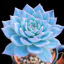 Multi-meat plant Yunnan thick foliage powder bluebird office balcony rare old pile meat tuk-tuk expensive and green plant flowers