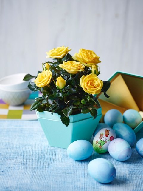 月季红蜘蛛和白粉，这样杀真的太好笑了！