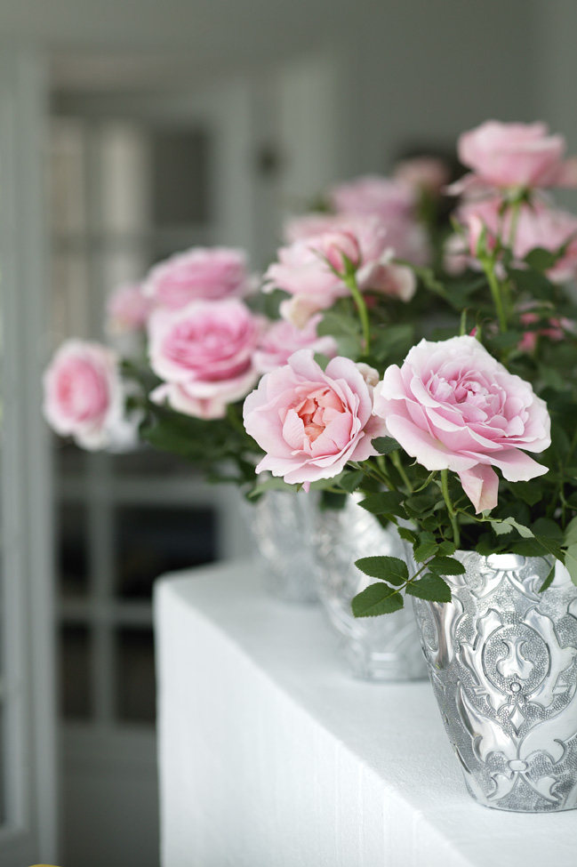 月季红蜘蛛和白粉，这样杀真的太好笑了！