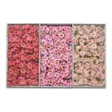 Ono Chrysanthemum Blossom Top Zou Ju Simpan Flower Simulation Flow