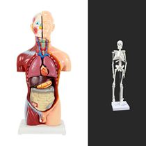 Five Dirty Childrens Version Toy Abdominal Structure Body Body Body Digestive System Model Body Model Shoulder Joint Visceral