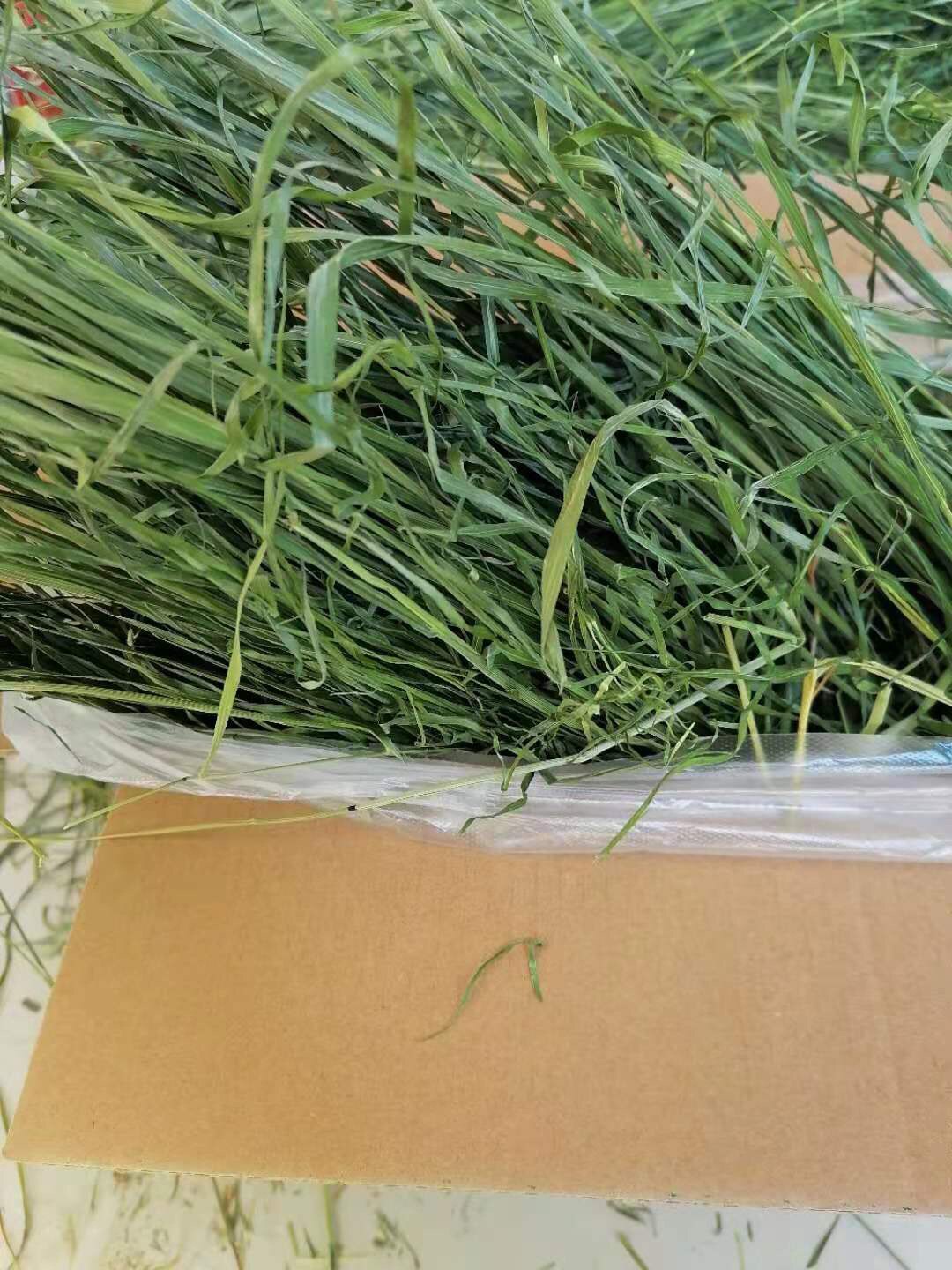 2022 - Temo's grass Gansu Min County North Tiqin Special Dry Dry Herb Cat Dutch Pig Rabbit Pack 1kg