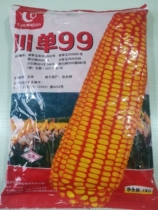 Field corn seeds Sichuandan 99 Sichuandan 455 base high-yielding large ears disease-resistant and lodging-resistant corn hybrid planting