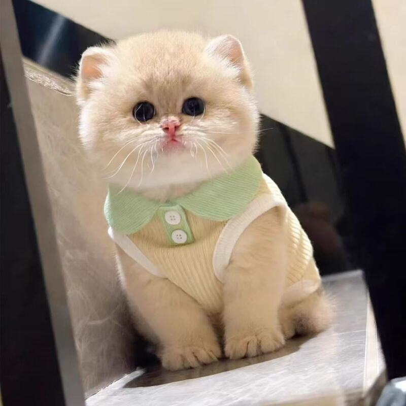 Cat Clothes Anti-Shedding Spring and Summer Dopamine Lapel Polo Shirt Cute Bichon Teddy Pomeranian Small Dog Clothes