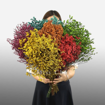 shui jing cao gan hua shu eternal stars forget-me-not home decoration decoration living room arrangements ins real flowers