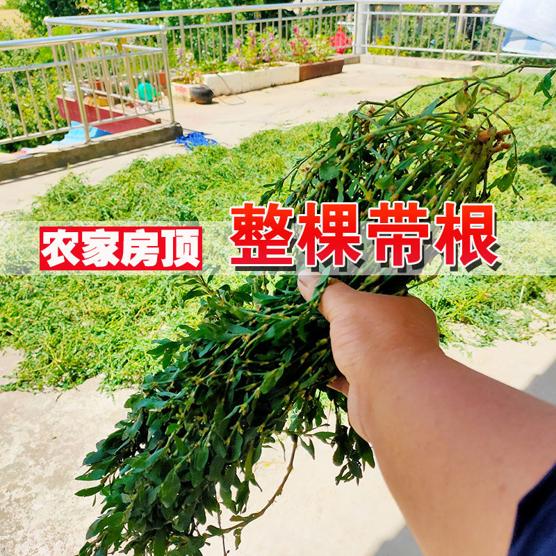 扁蓄:传统草药的神奇功效-健康-淘宝百科网