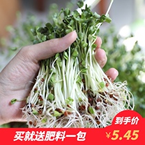 Carrot seedling Sprout seedling Vegetable seedling Green white Rob seedling Relict potted vegetable four seasons balcony hydroponic rapeseed seedling