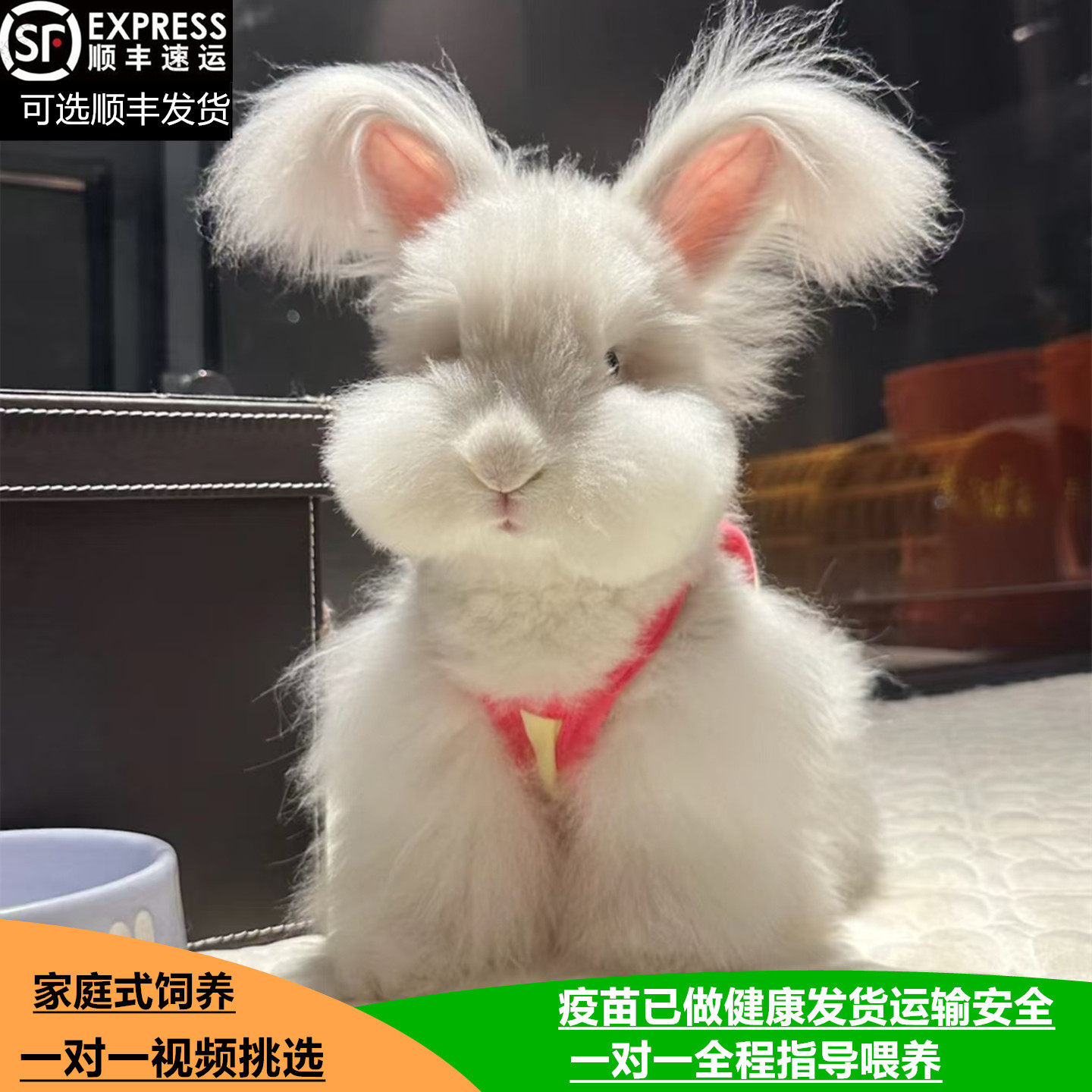 宠物兔爱好者必选!可爱的安哥拉兔🐰🐾-兔-淘宝好物网