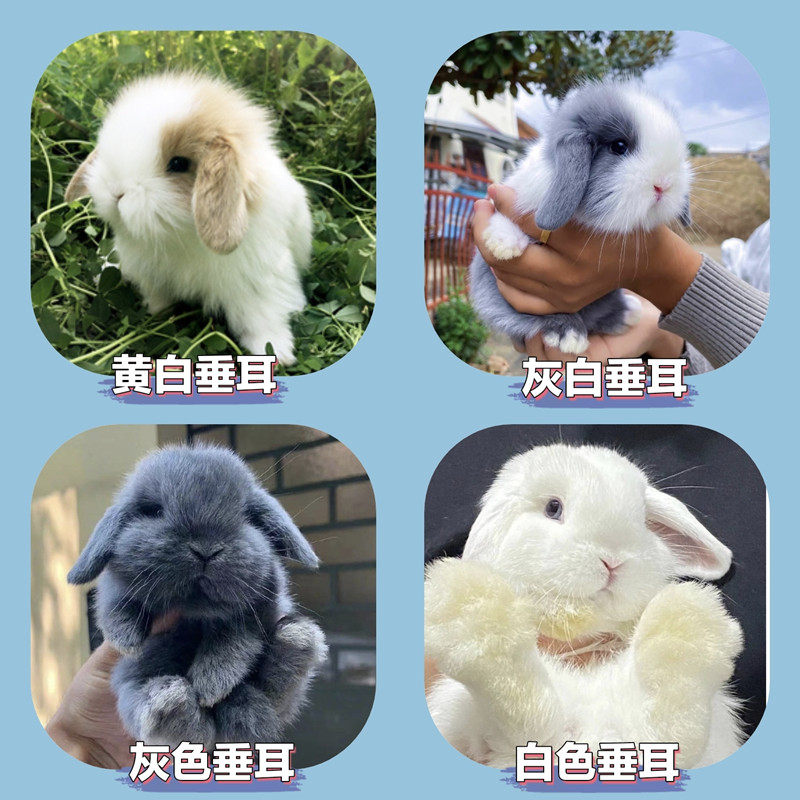 垂耳兔宠物兔子活体推荐|道奇长毛兔/猫猫兔/小体侏儒兔养宠必看攻略-兔-淘宝好物网