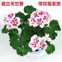 Large flower New pint geranium Potted plant heavy valve resistant to cold all season blooming Miao Miao with flower buds to ship flowers