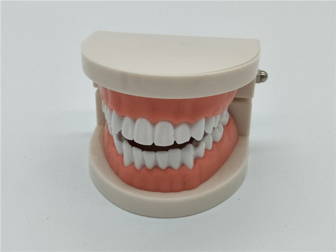 Dental materials, full mouth standard model, teaching, explanation, communication model, brushing model, dental oral cavity