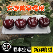 Dalian Beauty Ранняя Мега Вишня 5J Fresh off Season Fruit Whole Box 5 Catty NOW TR