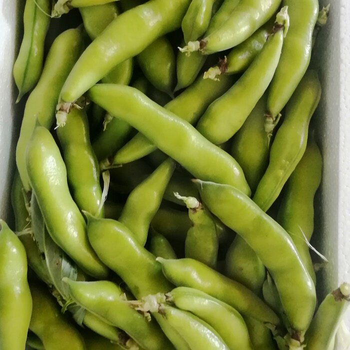 2021 Chinese mainland Year of Yunnan Dali farmhouse Self-planting fresh with shell now plucking and now plucking a sericulture bean mountain water bean