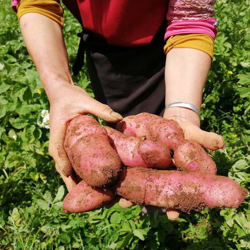 Yunnan Plateau Fresh Old breed Seven colorful flower hearts Mini small potatoes Mouse artichokes 3 catty