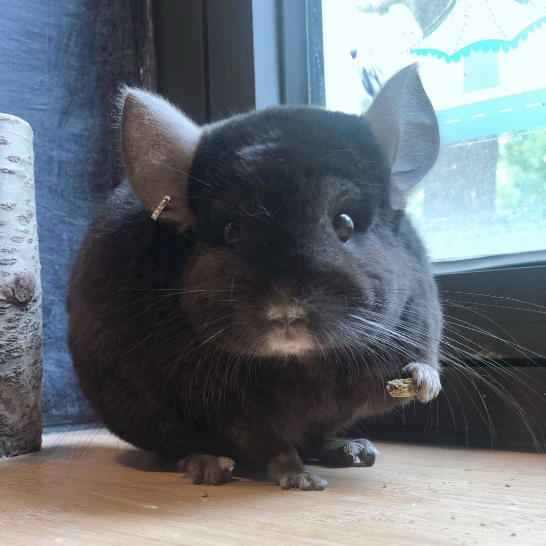 When cat is involved in US imports pure black and short hair younger brother dragon cat 5 months age