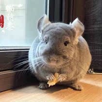 When cats the three European second-generation Ctrip plaged pure purple brother is 4 months old