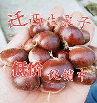 Early 3113 varieties of Qianxi Chestnut flagship store authentic fresh chestnut raw fresh large wild oil chestnut