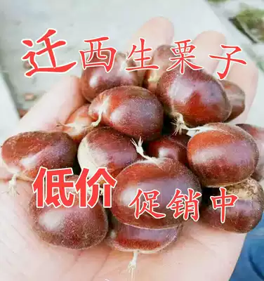 2021 New Qianxi Chestnut flagship store authentic wedding fresh chestnut raw fresh big wild oil chestnut