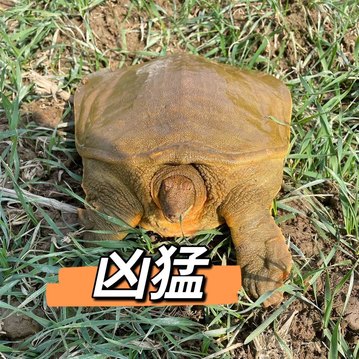 外塘放养的鲜灵生灵：甲鱼、团鱼的自然馈赠