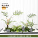 Artificial Green Plant Golden Monkey Head Fern Simple Artistic Landscape Indoor Shopping Mall Staircase Decoration Bonsai Zen Golden Monkey Fern
