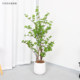Nordic Artificial Green Plant with Real Wood Pole, Hanging Bell Tree, Indoor Store Window Decoration, High-End Large Floor-Standing Bonsai