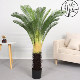 Artificial Cycad Potted Plant for Indoor Living Room, Office Desktop Decoration, Landscaping, Bionic Bonsai, Fake Tree Ornament, Cycad