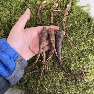 The broken head swallowed the wild mountain ginseng rust residual ginseng forest ginseng 15-30 old old residual ginseng 250g northeast ginseng seed goods