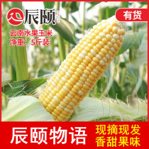 Chen Summer Fruit Fruits Corn Yunnan Bursting Juice sweet 5 cateners 5-8 Should Season Fresh can be eaten now and now found