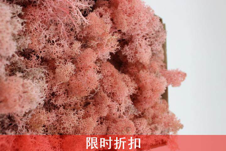 Export grade Yongsheng No impurities Moss 1g5g Price flowers Dii accessories Decorative Wall Design Western European Customs