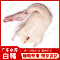 15 only up for shipping Guangdong white duck roast duck special white strip duck cherry duck fresh and now kill frozen light duck by catfish