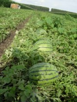 High-quality watermelon seeds Gold Lazy Star No 3 disc early ripening high yield super sweet(buy disc to send seeds)