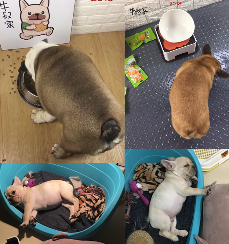Anh bò chiến đấu thức ăn cho chó phương pháp gia súc chiến đấu với chó bulgie thức ăn cho chó con chó trưởng thành chó 20 kg túi 10kg - Chó Staples thức ăn royal canin