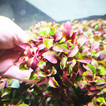 Fish tank red wave water grass living good living plant cold water plant prospects novice lazy people have stem water grass