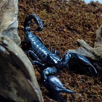 Rain forest scorpion different pet living life scorpion pet giant small pet reptile good to raise docile novice living East Asian pliers oversized