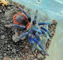 Brazilian big blue Spider also has Chilean fire rose Solomon Togo star cluster Babu orange Babu Hercules giant